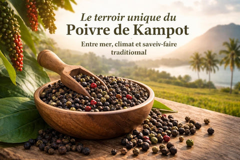 Poivre Kampot : Le Trésor Épicé du Cambodge en 2026