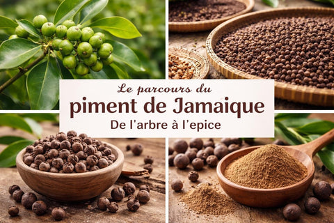 Piment de Jamaïque : Guide Complet et Utilisations 2026