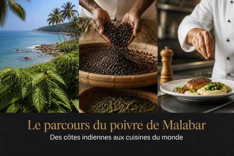 Poivre Malabar : Guide Complet pour Professionnels 2026