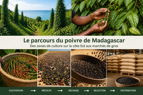 Poivre Madagascar : Guide Expert pour Professionnels 2026