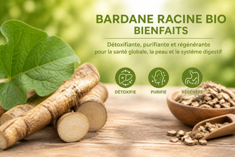 Bardane Racine Bio : Bienfaits et Propriétés Naturelles