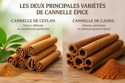 Cannelle Épice : Bienfaits, Variétés et Utilisations