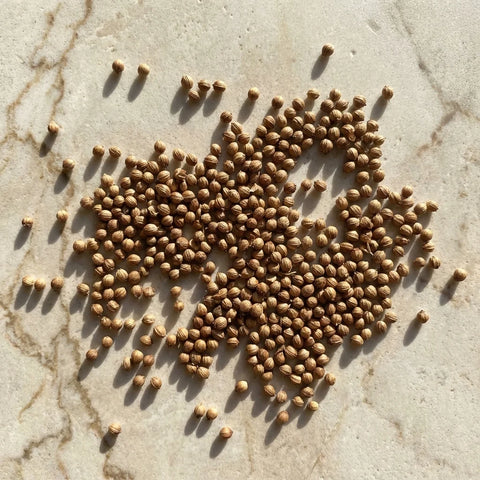 Graines de coriandre bio | entier | 3 mm